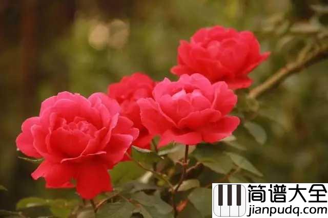 红蔷薇钢琴谱_韩红/丽江小倩_不忘绽放这一生