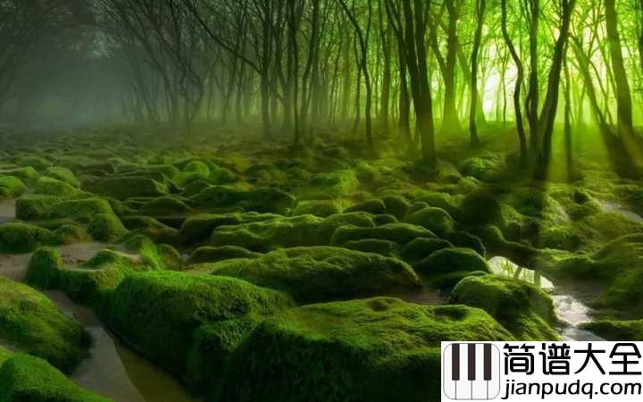 森林狂想曲五线谱_探索音乐的天堂,感受原始的魅力