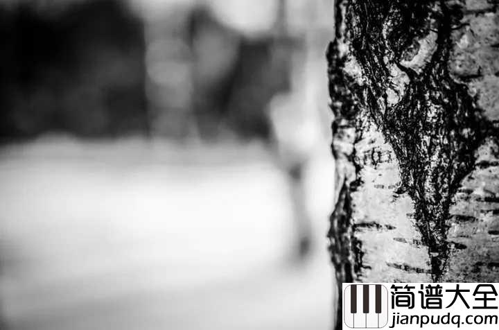 白桦林钢琴谱_朴树_我来了等着我在那片白桦林