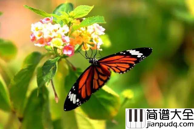 彩蝶舞夏钢琴谱_何真真_漫步江南水乡,甚是惬意