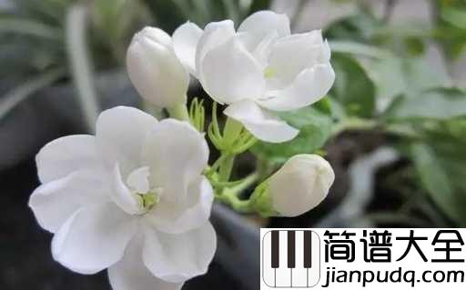 茉莉花钢琴谱_送来春日茉莉香,唤醒清晨
