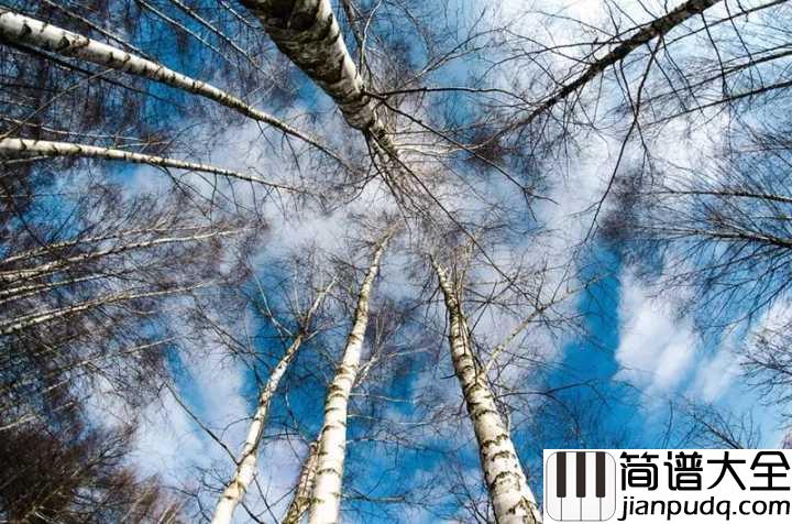 白桦林钢琴谱_朴树_我来了等着我在那片白桦林