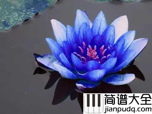蓝莲花简谱___谁的青春没有一首许巍_听他唱蓝莲花耳朵都酥了
