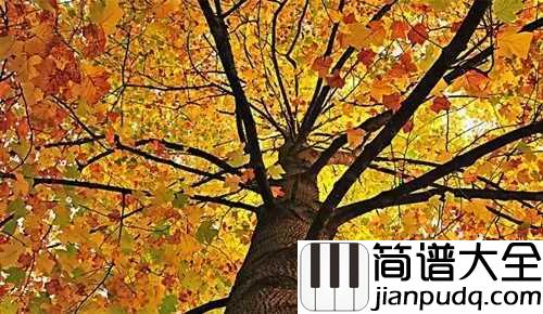好大一棵树简谱_那英_头顶一个天_脚踏一方土