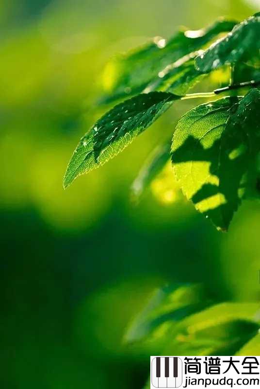 雨的印记简谱_超唯美演奏,感觉世界好安静