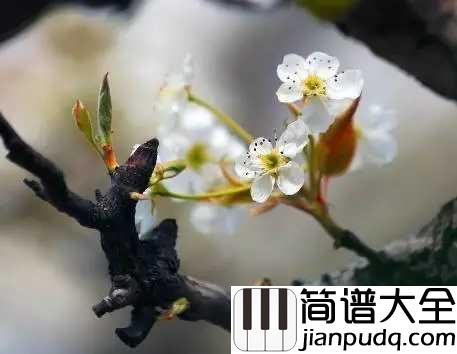 梨花又开放简谱_韩红_重返了故乡,梨花又开放