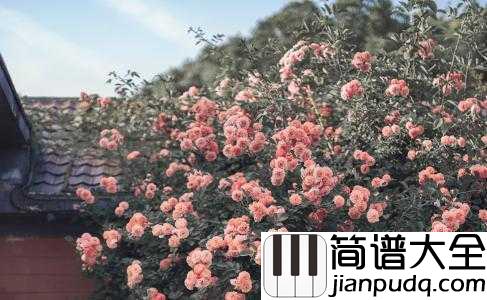 the_rose简谱_Bette_Midler___爱是利刃、我未曾拥有过他一秒,心里却失去过千万次