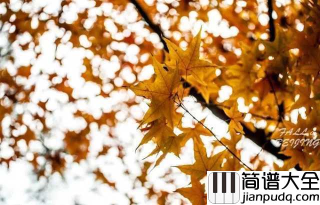 秋日恋歌简谱_水木年华_秋的美在于你不负它的微凉
