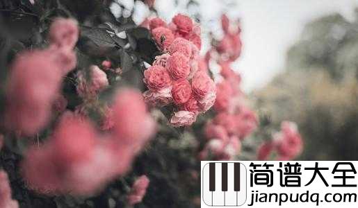 the_rose简谱_Bette_Midler___爱是利刃、我未曾拥有过他一秒,心里却失去过千万次