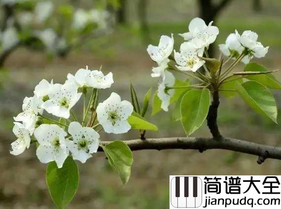 梨花又开放简谱_韩红_重返了故乡,梨花又开放
