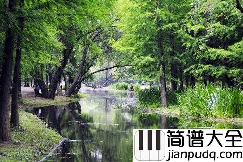 林中漫步简谱__理查德·克莱德曼__盛夏,听一曲大提琴曲林中漫步,沁人心脾