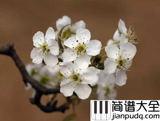 梨花又开放简谱_韩红_重返了故乡,梨花又开放