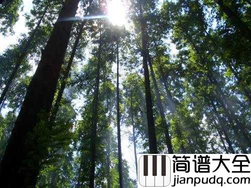林中漫步简谱__理查德·克莱德曼__盛夏,听一曲大提琴曲林中漫步,沁人心脾