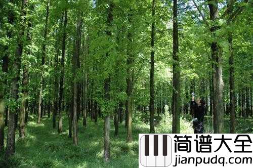 林中漫步简谱__理查德·克莱德曼__盛夏,听一曲大提琴曲林中漫步,沁人心脾