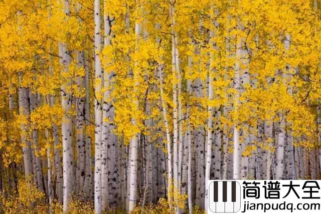 白桦林简谱__朴树__具有苏联风情的经典歌曲，优美到心碎