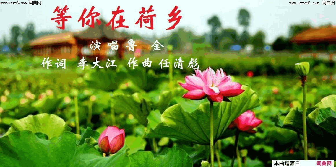 等你在荷乡简谱_鲁金演唱_李大江/任清彪词曲