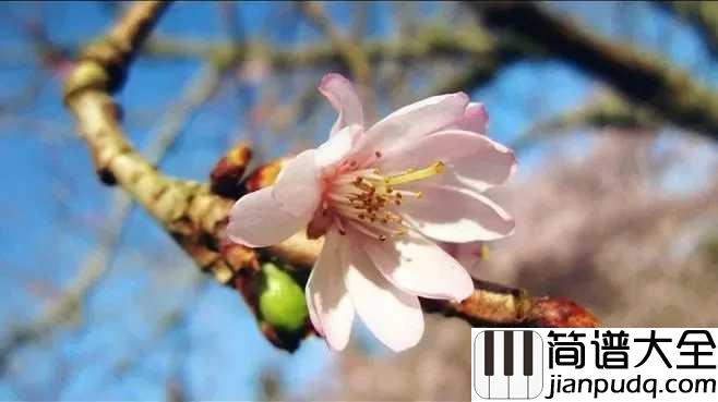 茶酒伴吉他谱_谢春花_知是一年春又来,冰雪也消散