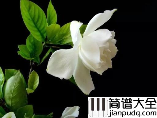 栀子花开吉他谱_何炅_谁不曾是同学少年,风华正茂