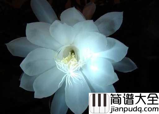世界上最美的花吉他谱_水木年华_让你感受到无比伟大的亲情力量